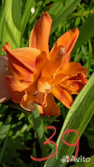 Лилейники сортовые