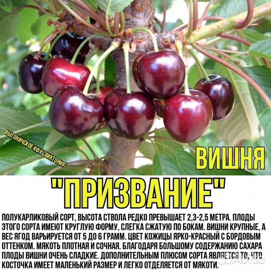 Вишня, черешня, сливы, яблони, груши,персик