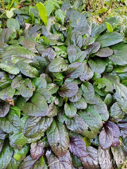 Живучка ползучая блэк скэллоп