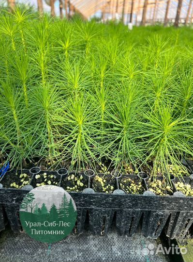 Зкс Сосна сеянцы Ели Лиственницы окс Голуб Горная