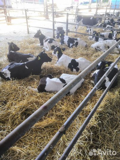 Телята мясной породы