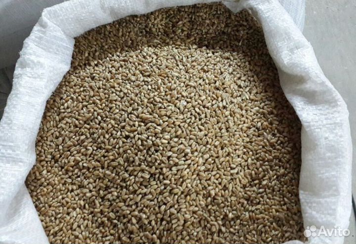 Зерно пшеница ячмень