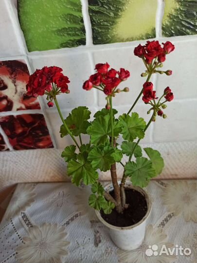 Пеларгония розебудная