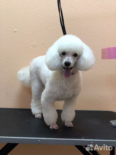 Стрижка собак и кошек рядом с ТЦ Южный Полюс