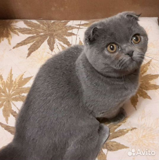 Продажа кошек и котят