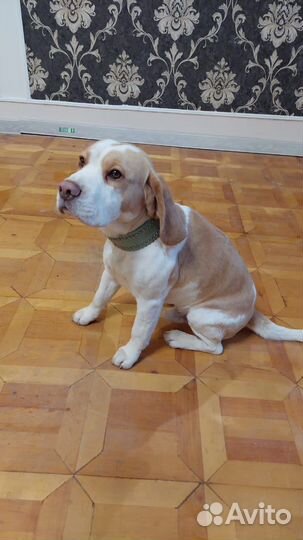 Бигль вязка