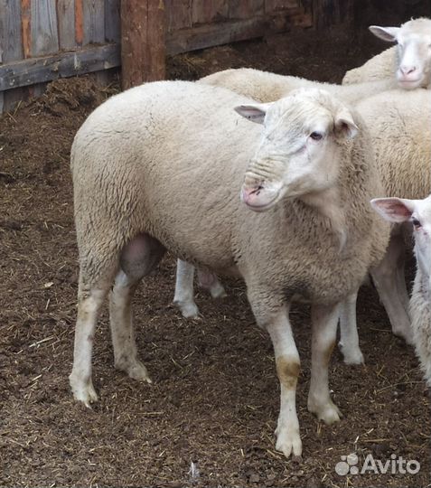 Бараны ташлинские