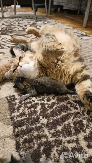 Шотландские котята
