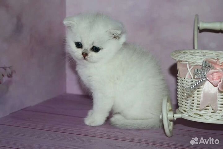 Котята серебристые шиншиллы ns11, ns12