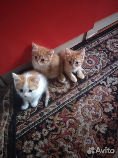 Котята в добрые руки бесплатно