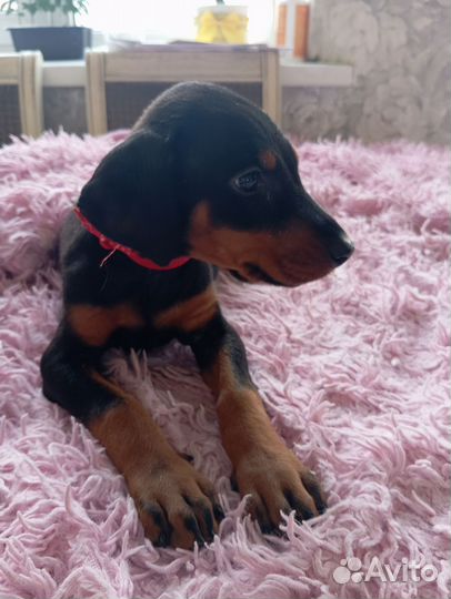 Щенки добермана