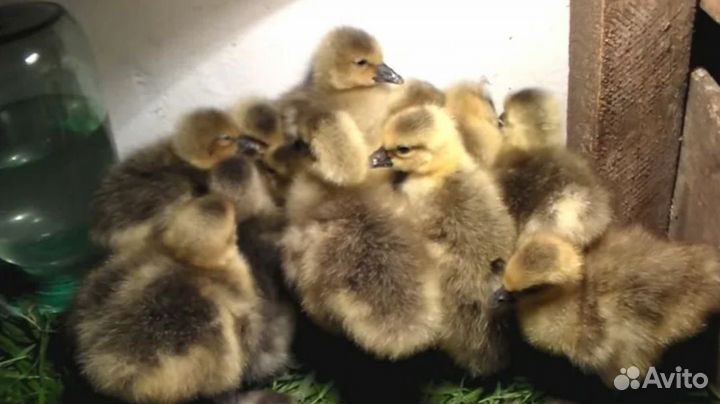 Продам гусят линда серый