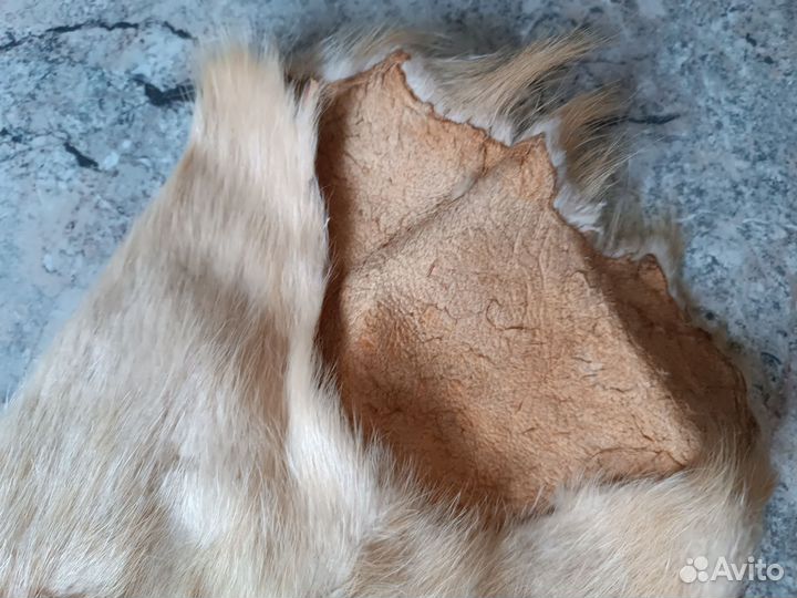 Андатра цельная