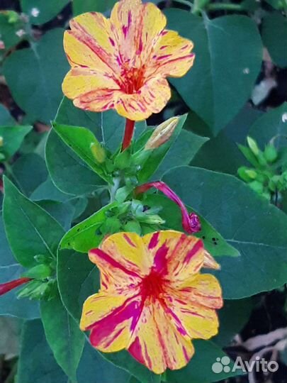 Мирабилис (семена)