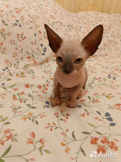 Канадский сфинкс