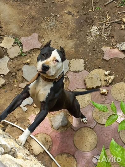 Стаффордширский терьер