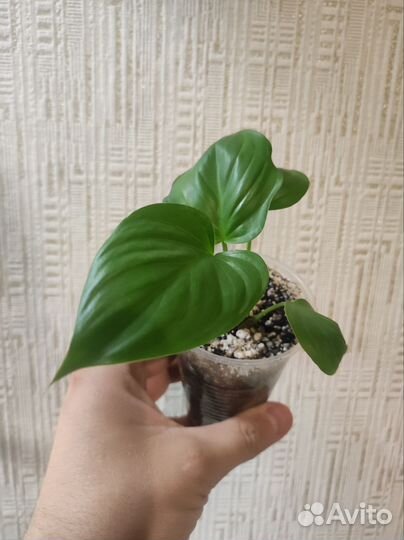 Хомаломена рубесценс