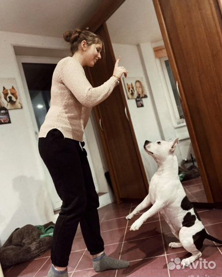 Кинолог-зоопсихолог, передержка Гатчина/ло/спб