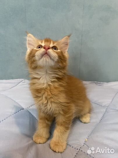 Котята мейн-кун