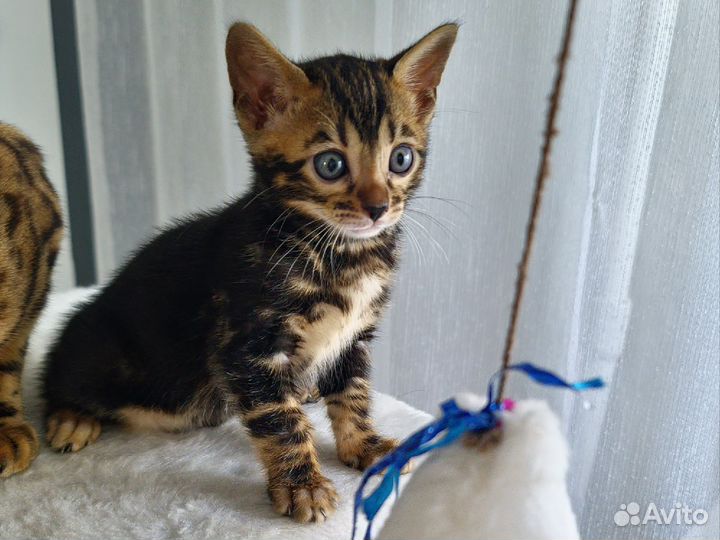 Бенгальские котята