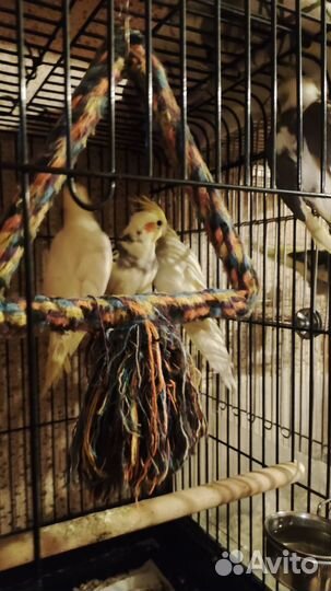 Попугаи Корелла(птенцы)