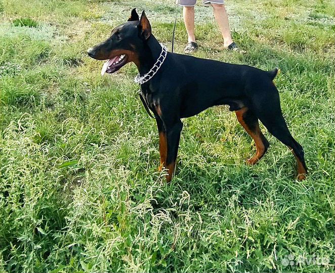 Доберман
