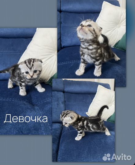 Шотландские котята