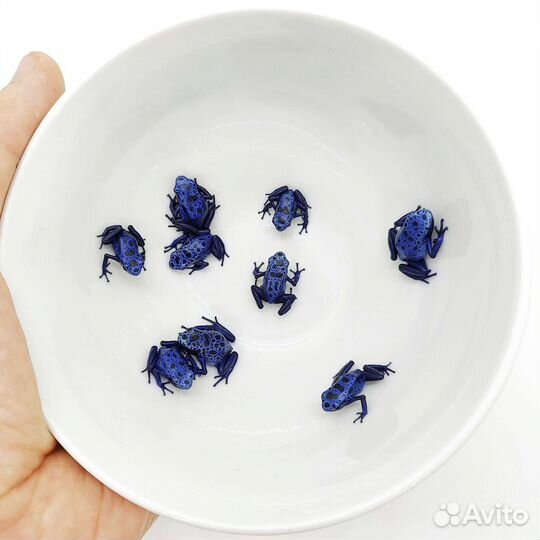 Лягушки для террариума