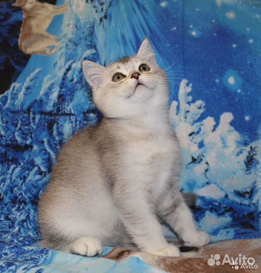 Британский котик