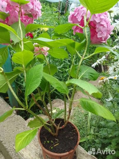 Гортензия крупнолистная в горшке