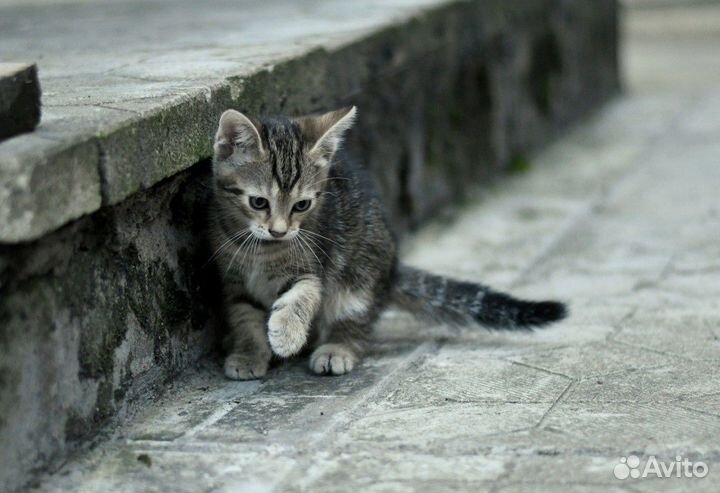 Котенок мрамор в добрые руки