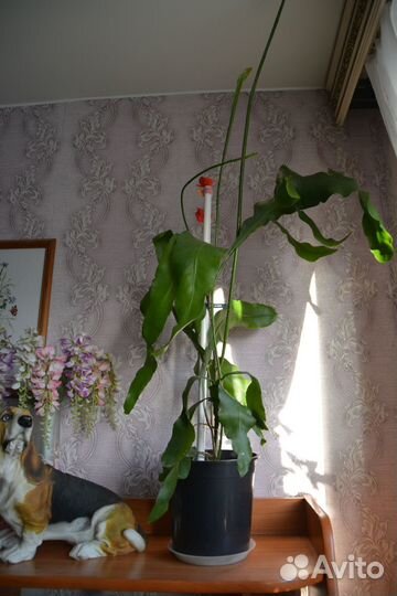 Царица ночи (есть укорененные черенки)