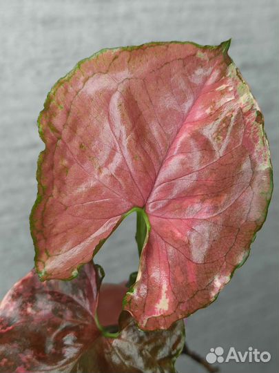 Сингониум Клубничный лед Galaxy