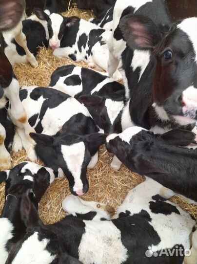 Телята бычки тёлки бесплатная доставка
