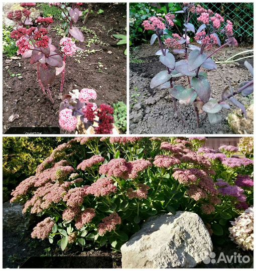 Многолетние цветы