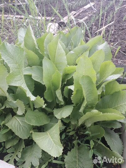 Корни садового хрена