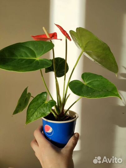 Антуриум красный