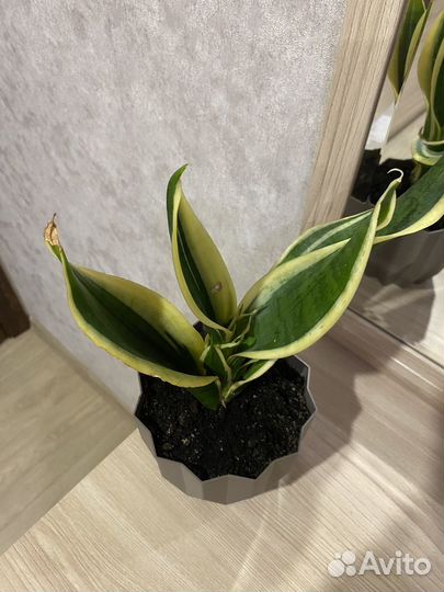 Сансевиерия