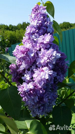 Сирень Сортовая Коллекция