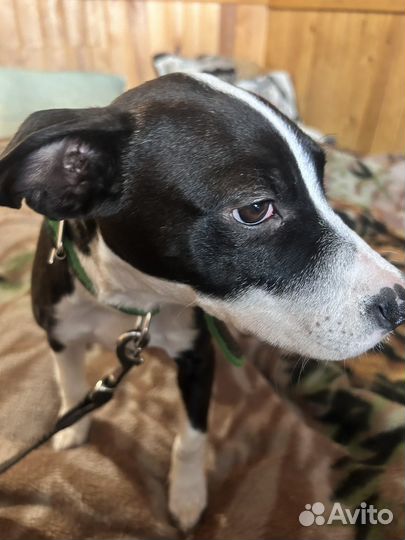 Щенок девочка в добрые руки