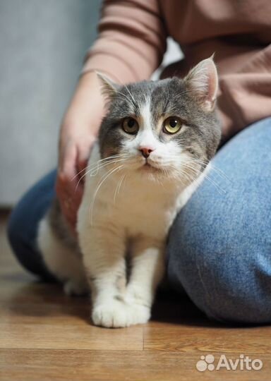Котик в добрые руки