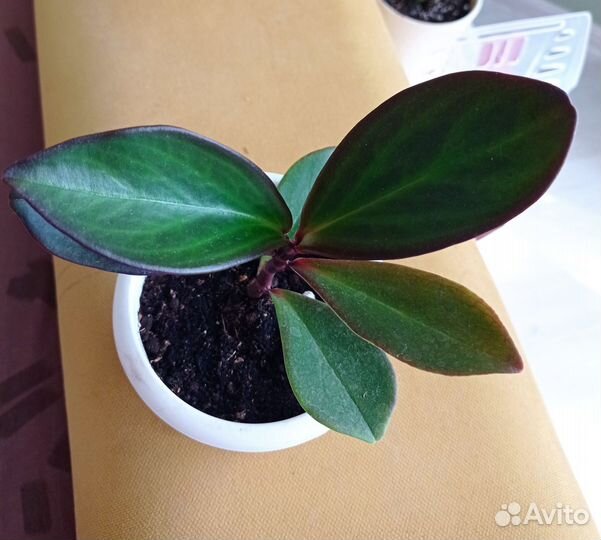 Пеперомия клузифолия