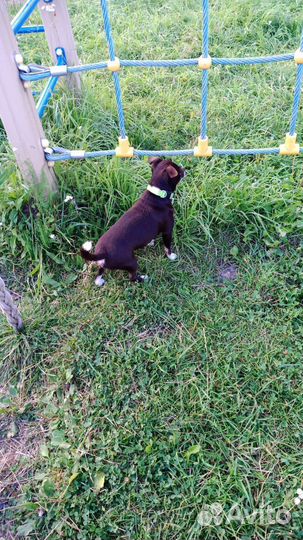 Мальчик ищет девочку