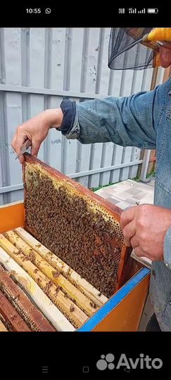 Продаю пчёлы