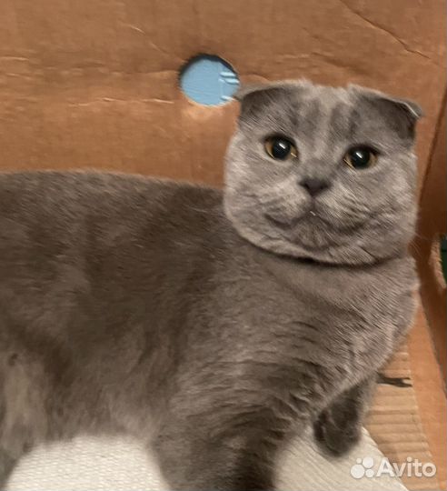 Британский вислоухий кот