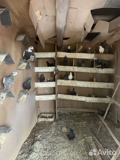 Продажа голубей