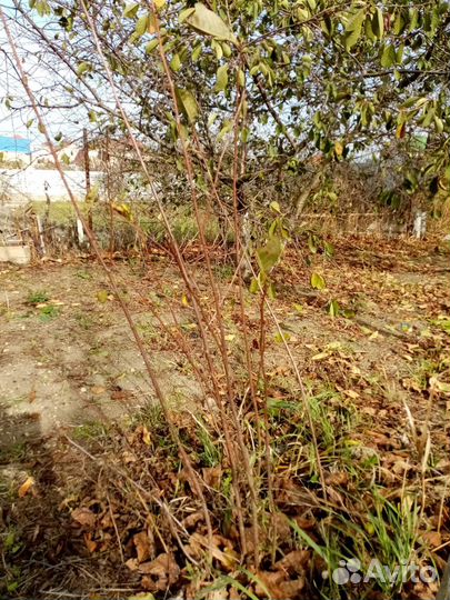 Саженцы вишни шпанка