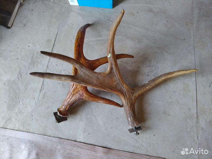 Продам рога лося