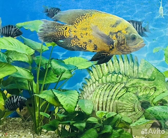 Астронотус вуалевый