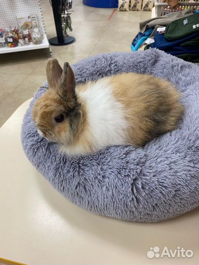 Кролик взрослый, мальчик